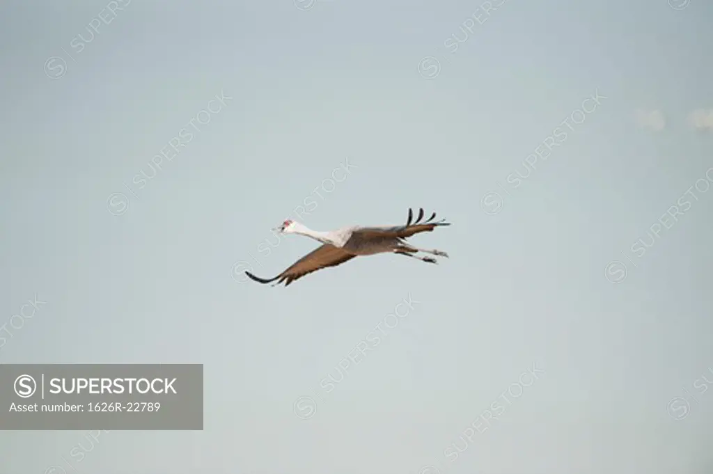 Single Crane In Flight