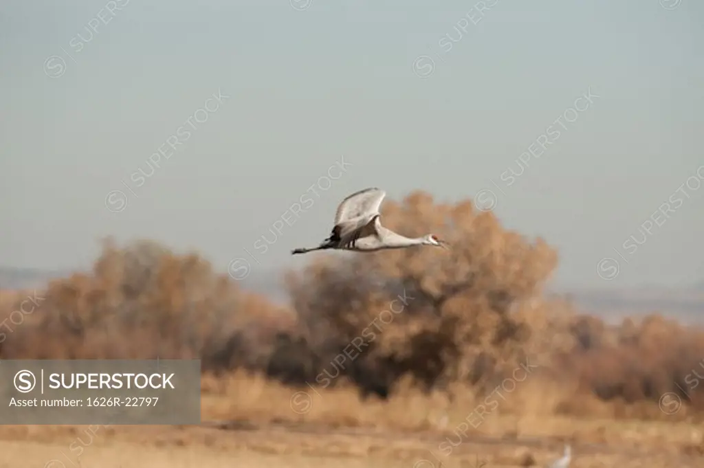 Crane In Flight