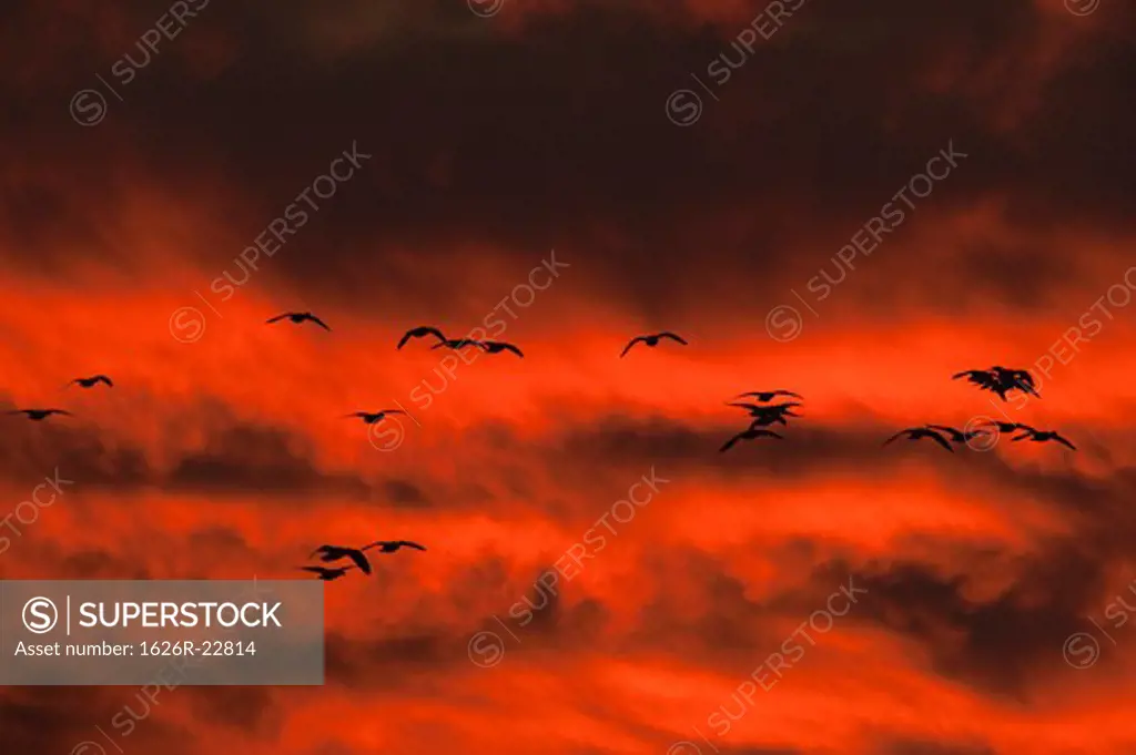 Cranes Flying Through A Red Sky