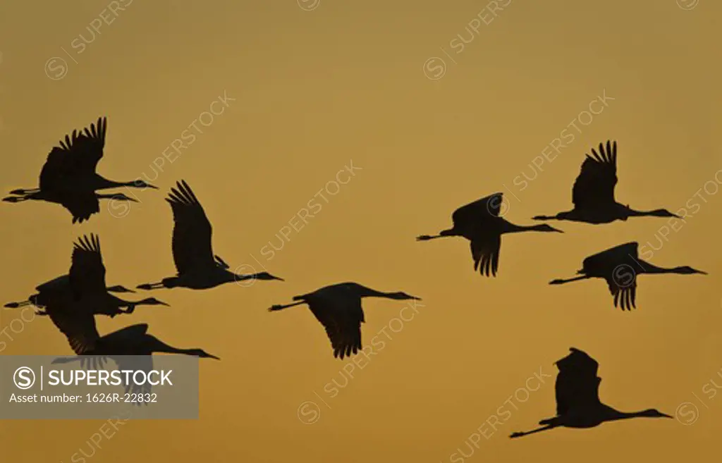 Flock Of Cranes In Flight