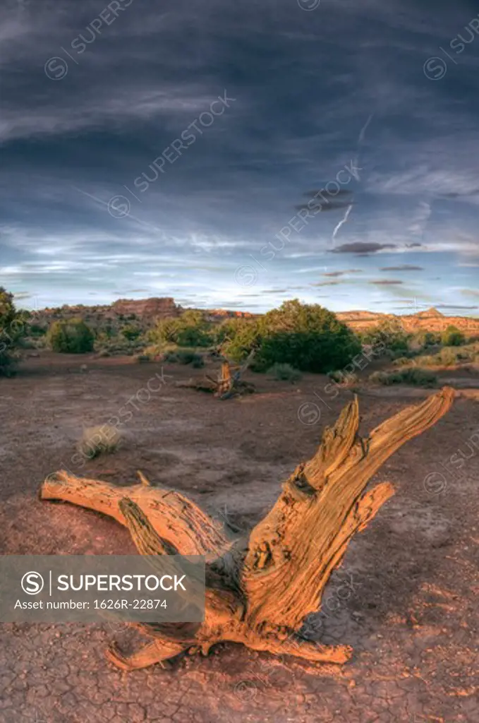 Dry Wood In The Desert