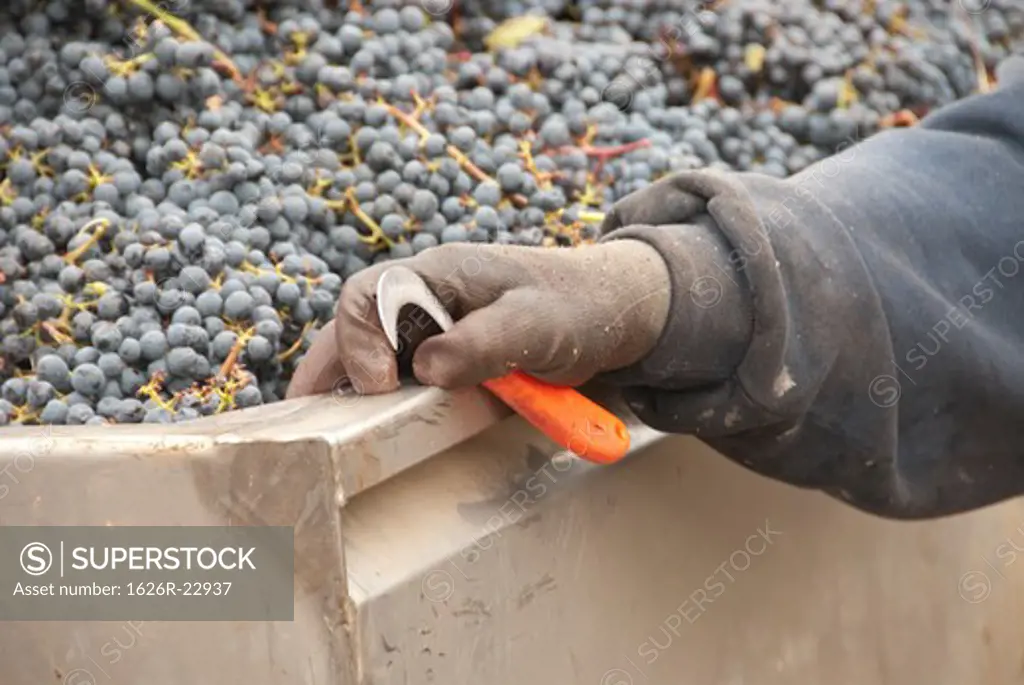 Grape Picking Knife