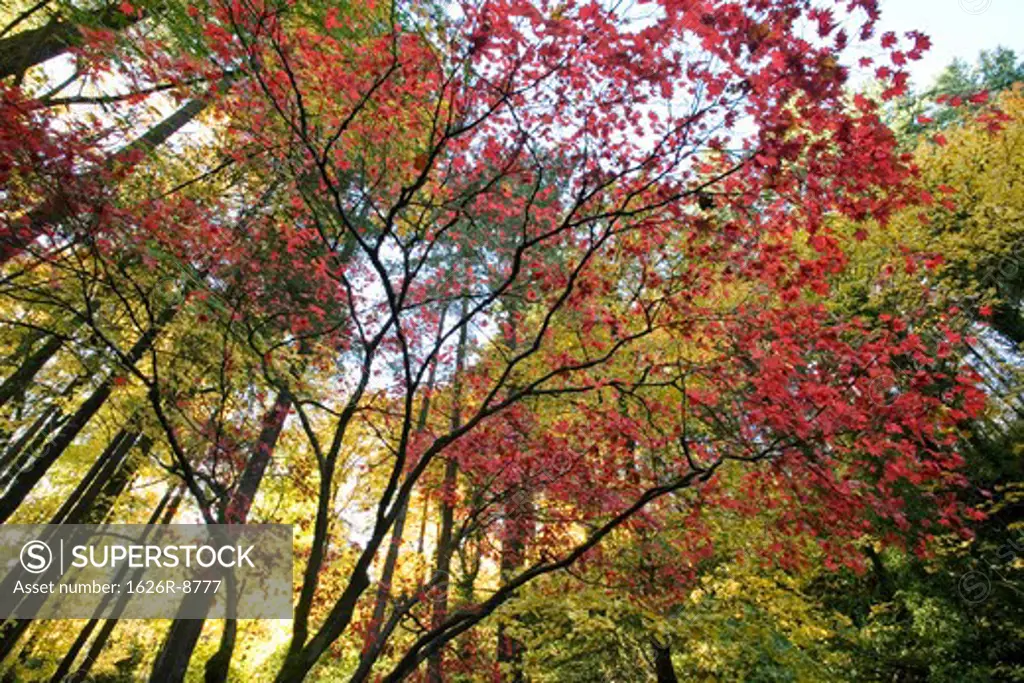 Maple trees, low angle view