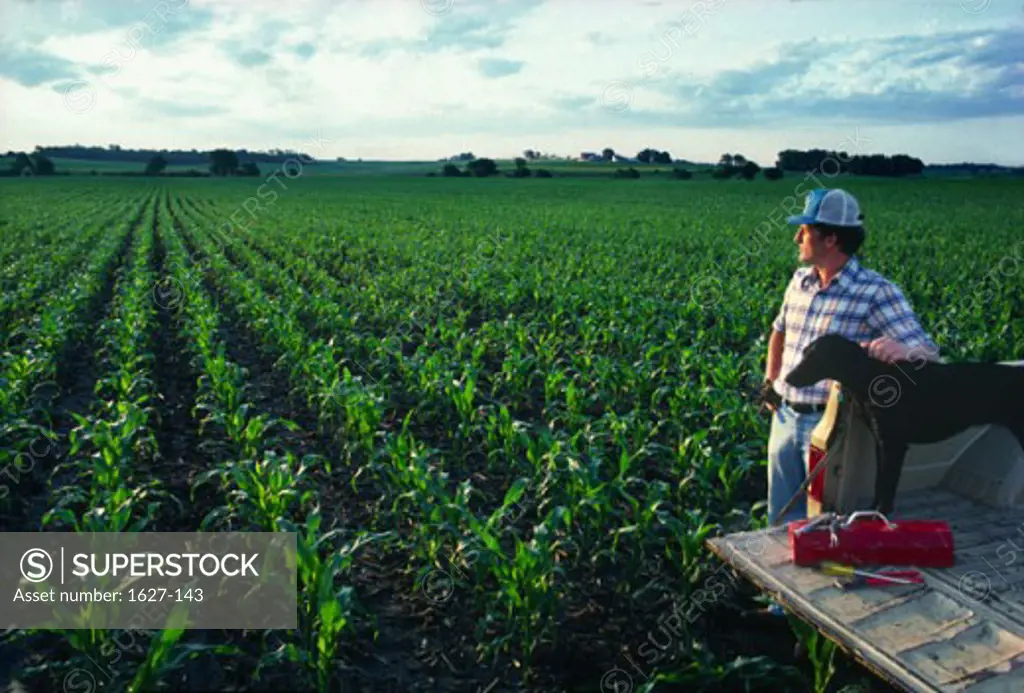 Mid adult man standing with his dog in a corn field