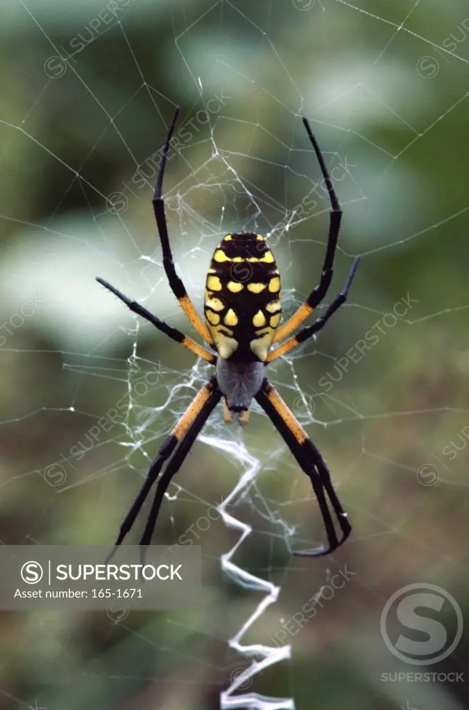 Black and Yellow Argiope(Orb weaver spider)