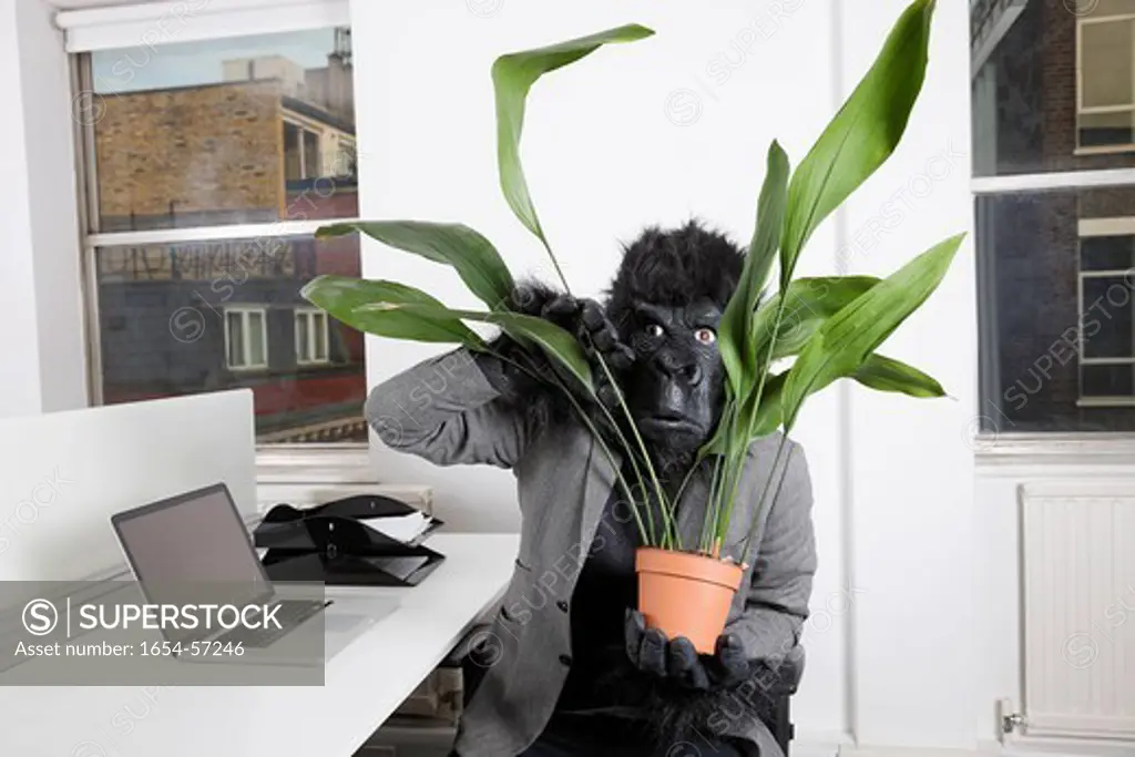 London, UK. Frightful young man in gorilla mask looking through pot plant