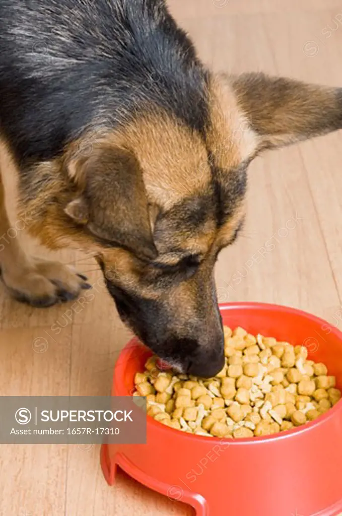 Close-up of a German Shepherd eating dog food from a dog bowl