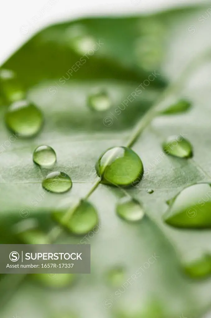 Close-up of water droplets on a leaf