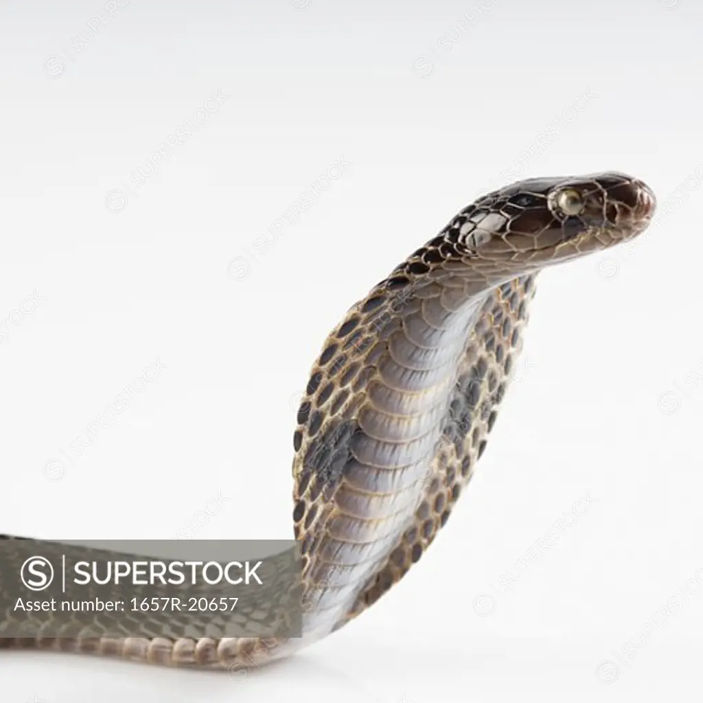 Close-up of a cobra