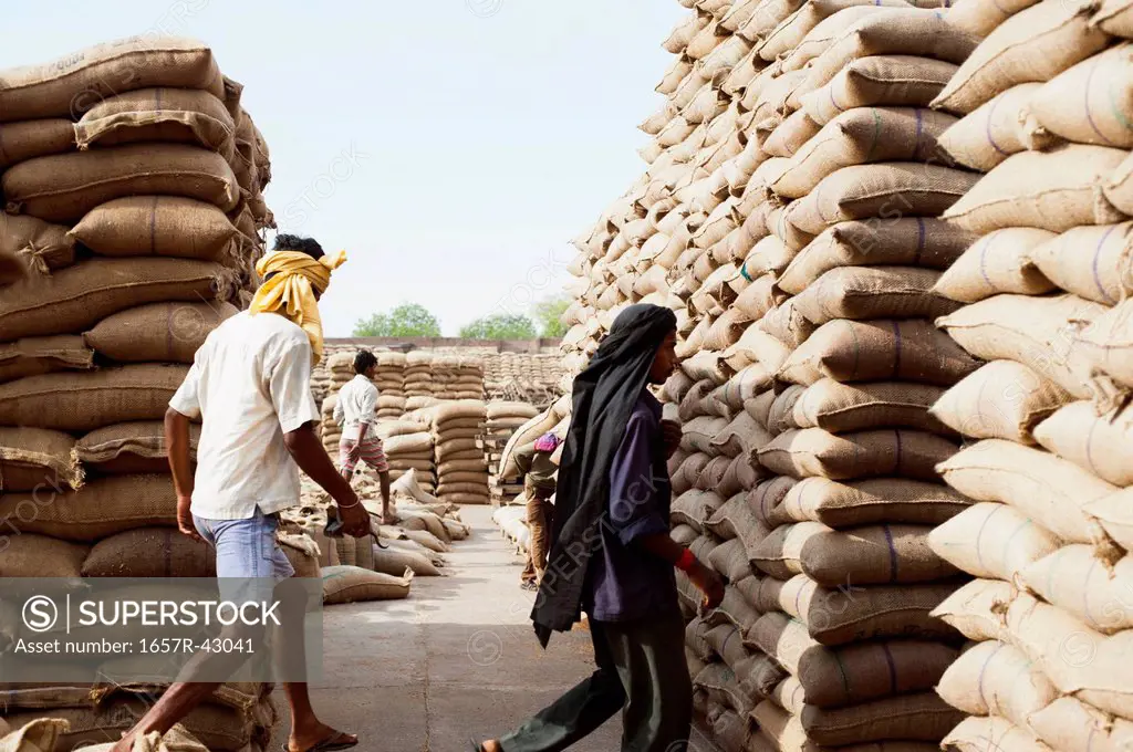 Workers near stacks of wheat sacks in a warehouse, Anaj Mandi, Sohna, Gurgaon, Haryana, India