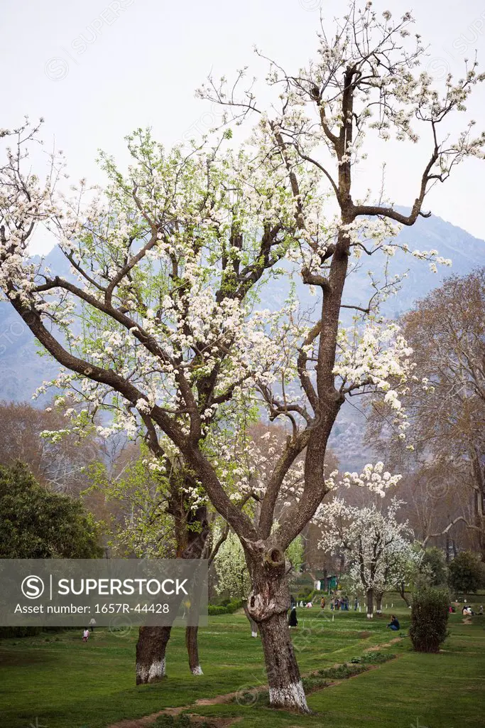 Almond trees in a garden, Shalimar Garden, Srinagar, Jammu And Kashmir, India