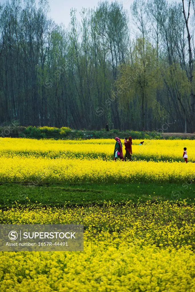 Mustard field in bloom, Pahalgam, Anantnag District, Jammu And Kashmir, India