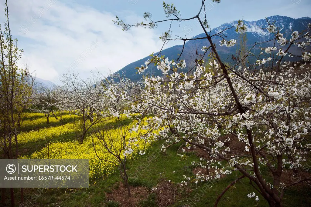 Apple trees in bloom at farm, Sonmarg, Jammu And Kashmir, India