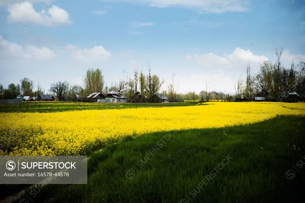 Mustard field in bloom, Sonmarg, Jammu And Kashmir, India