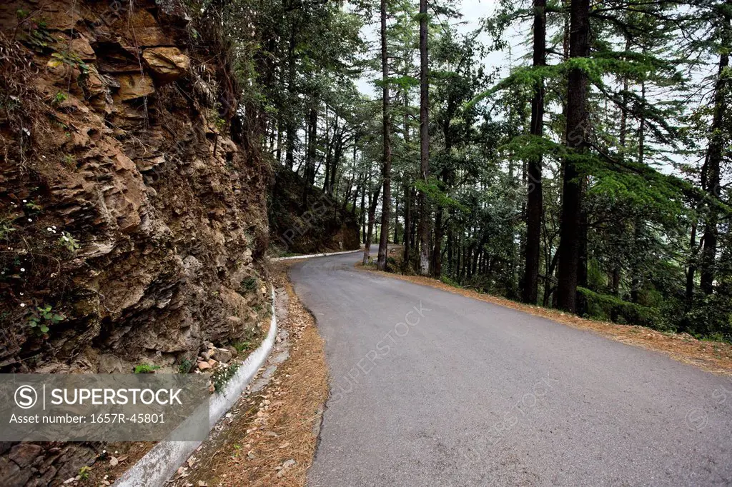 Road passing through a forest, Shimla, Himachal Pradesh, India