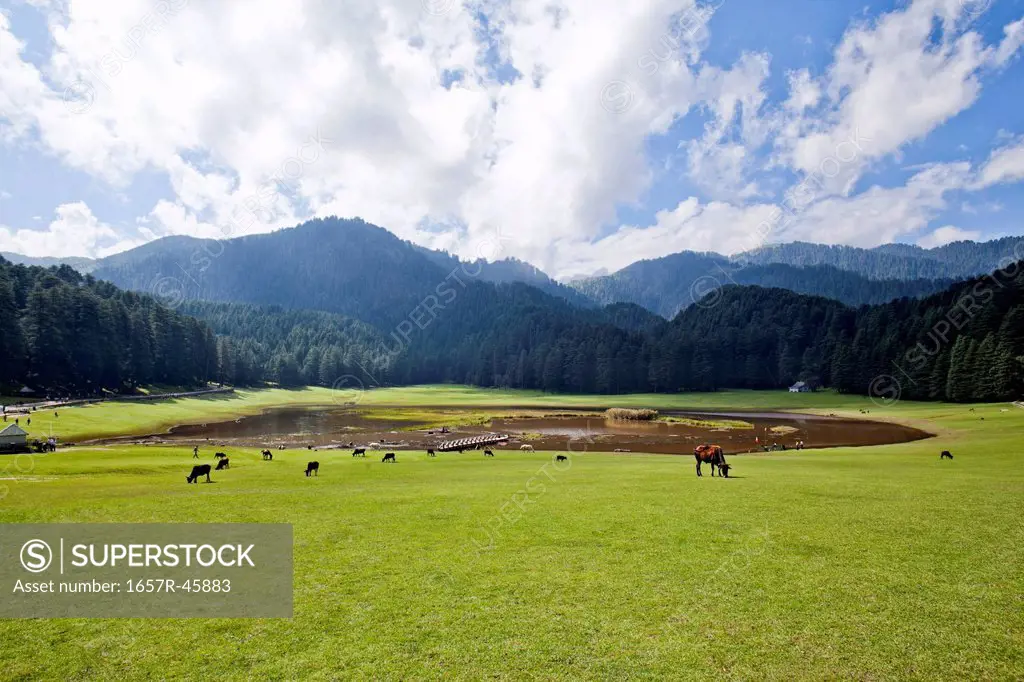 Cows grazing in a field, Khajjiar, Chamba, Himachal Pradesh, India