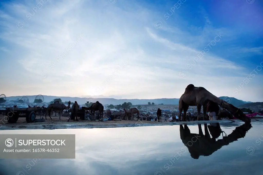 Camel drinking water from a trough, Pushkar, Ajmer, Rajasthan, India