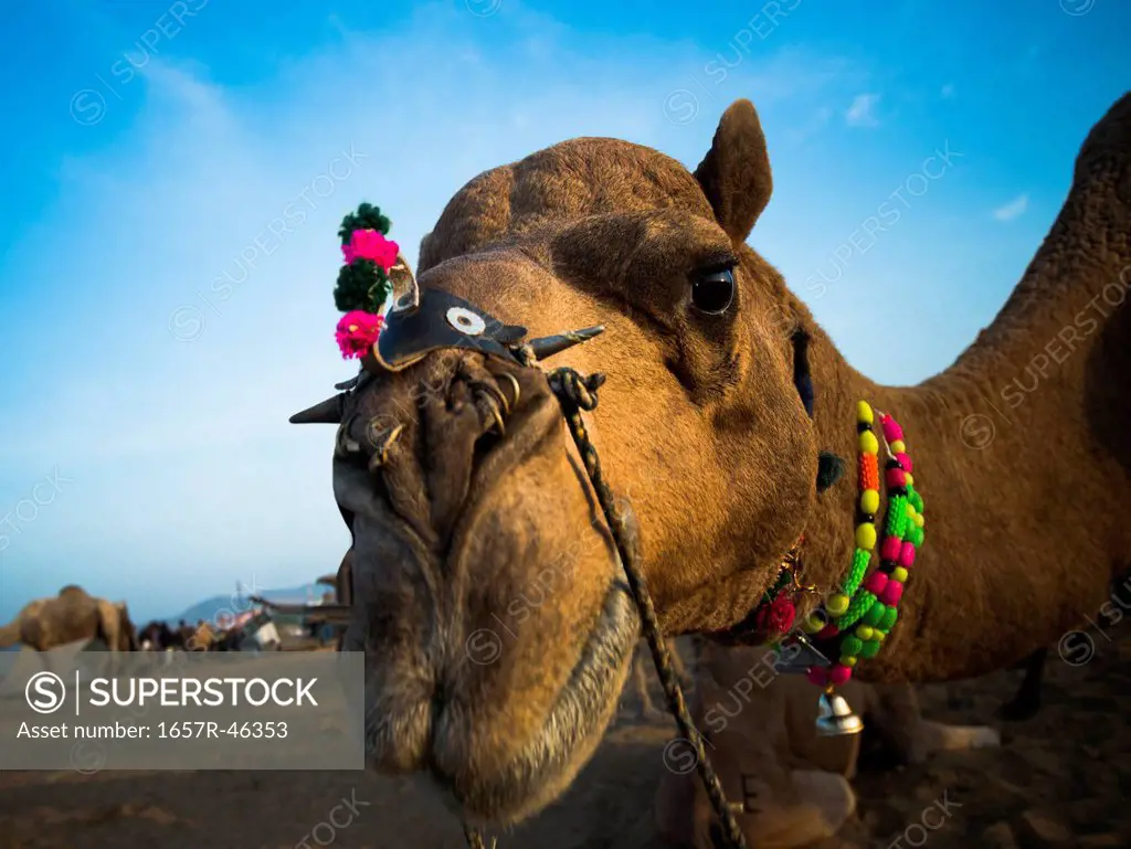 Close-up of a camel at Pushkar Camel Fair, Pushkar, Ajmer, Rajasthan, India