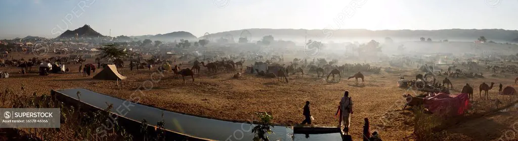 Camel fair ground in front of a mountain, Pushkar, Ajmer, Rajasthan, India