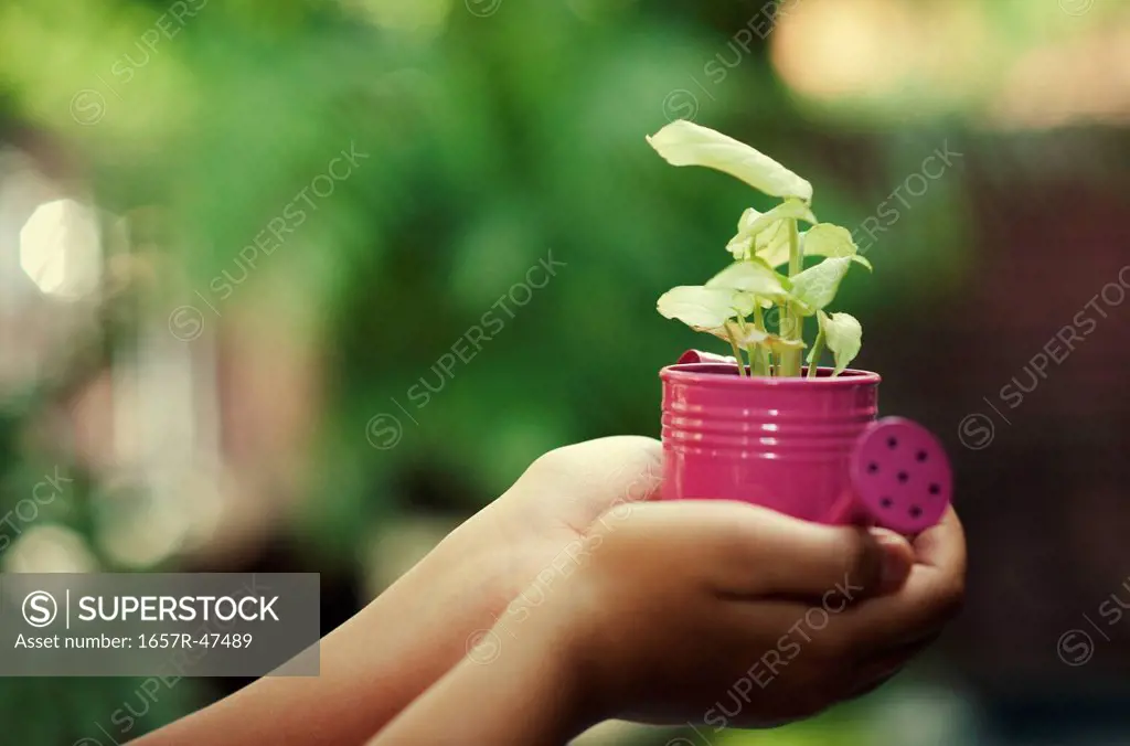 Close-up of a child's hands holding a potted plant
