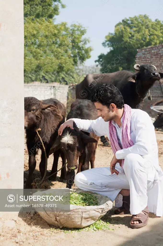 Farmer feeding Water Buffalo (Bubalus Bubalis) calfs, Sonipat, Haryana, India