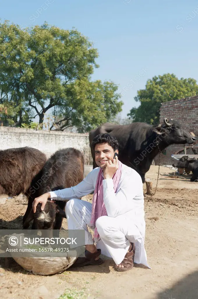 Farmer feeding Water Buffalo (Bubalus Bubalis) calfs and talking on a mobile phone, Sonipat, Haryana, India