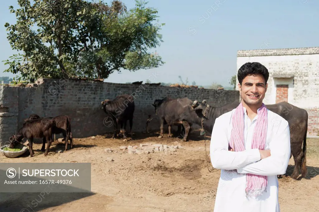 Farmer standing in a shed with Water Buffalos (Bubalus Bubalis) in the background, Sonipat, Haryana, India