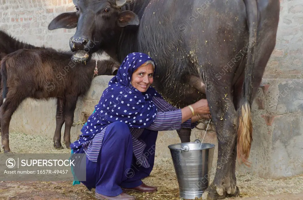 Woman milking a Water Buffalo (Bubalus Bubalis), Sonipat, Haryana, India