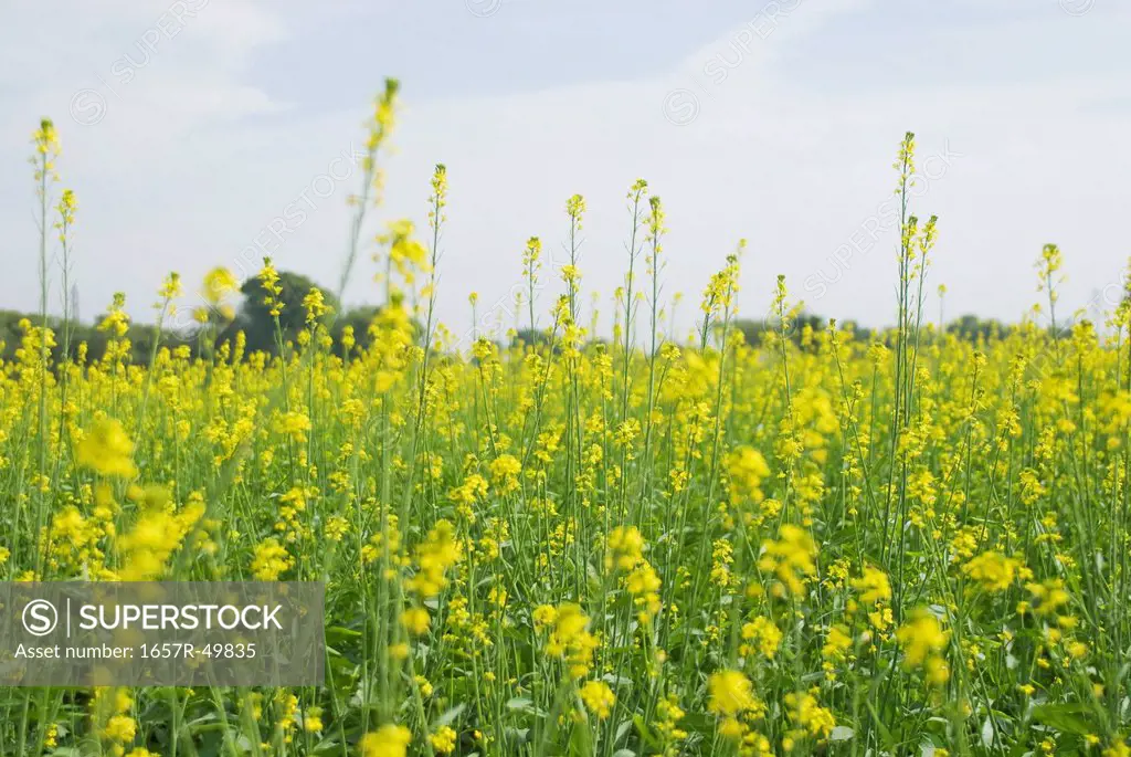Mustard field, Sohna, Gurgaon, Haryana, India