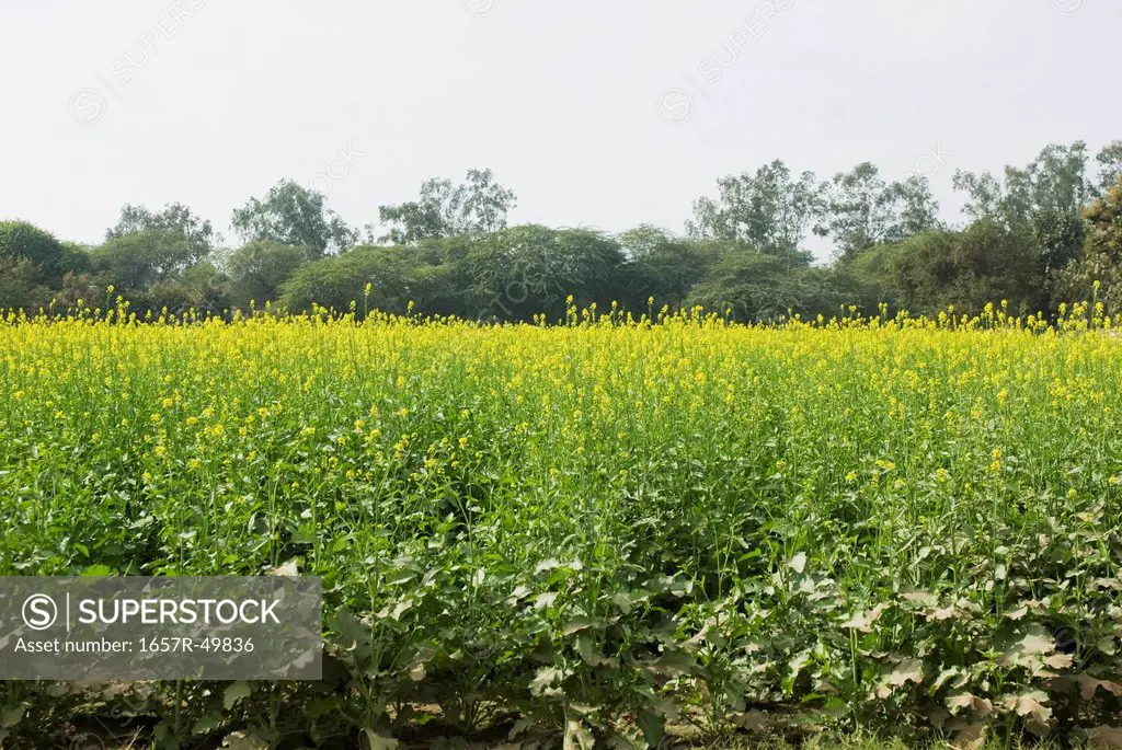Mustard field, Sohna, Gurgaon, Haryana, India