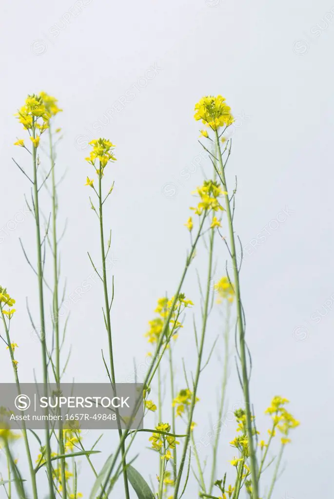 Low angle view of mustard plants, Sohna, Gurgaon, Haryana, India