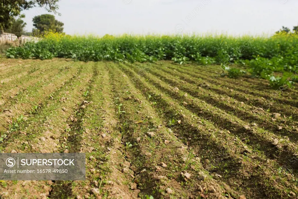 Seedling with mustard field in the background, Sohna, Gurgaon, Haryana, India