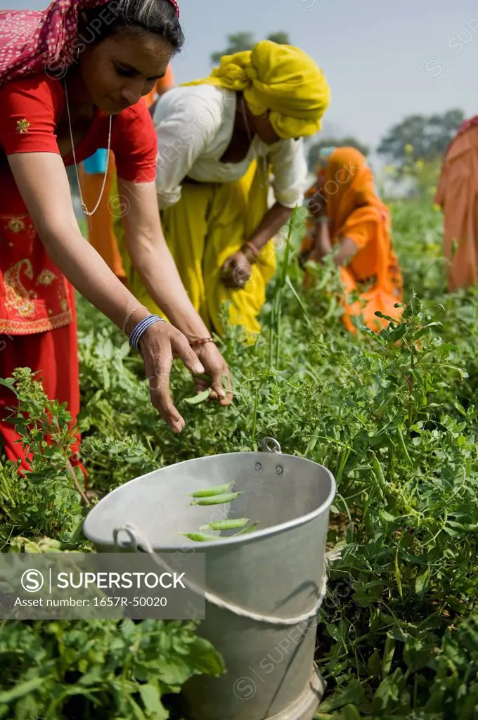 Female farm workers picking green pea pods, Farrukh Nagar, Gurgaon, Haryana, India