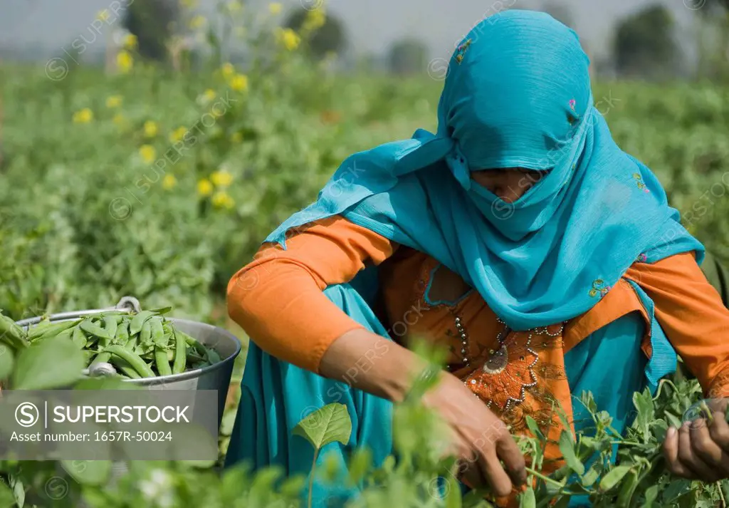 Female farm worker picking green pea pods, Farrukh Nagar, Gurgaon, Haryana, India