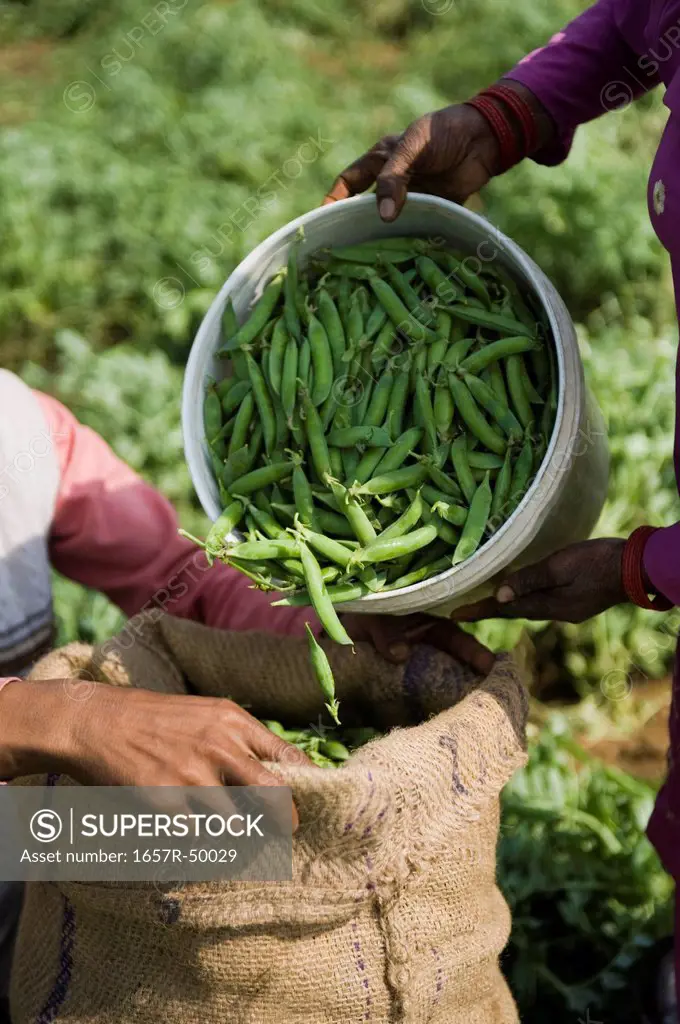 Close-up of a woman's hand filling green peas in a sack with a man, Farrukh Nagar, Gurgaon, Haryana, India