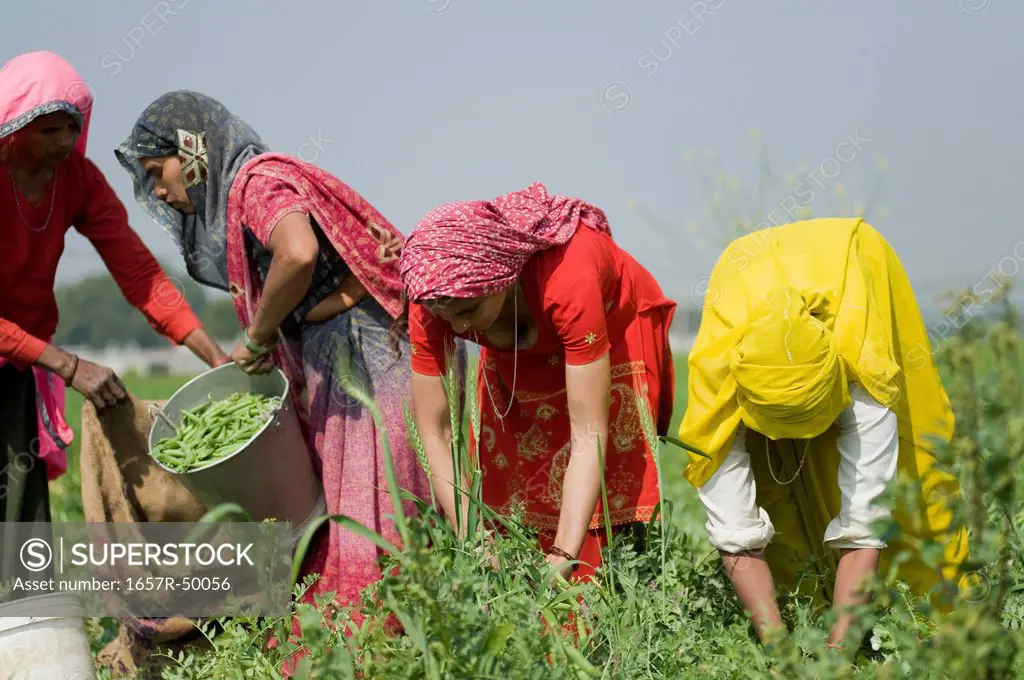 Female farm workers picking green pea pods, Farrukh Nagar, Gurgaon, Haryana, India