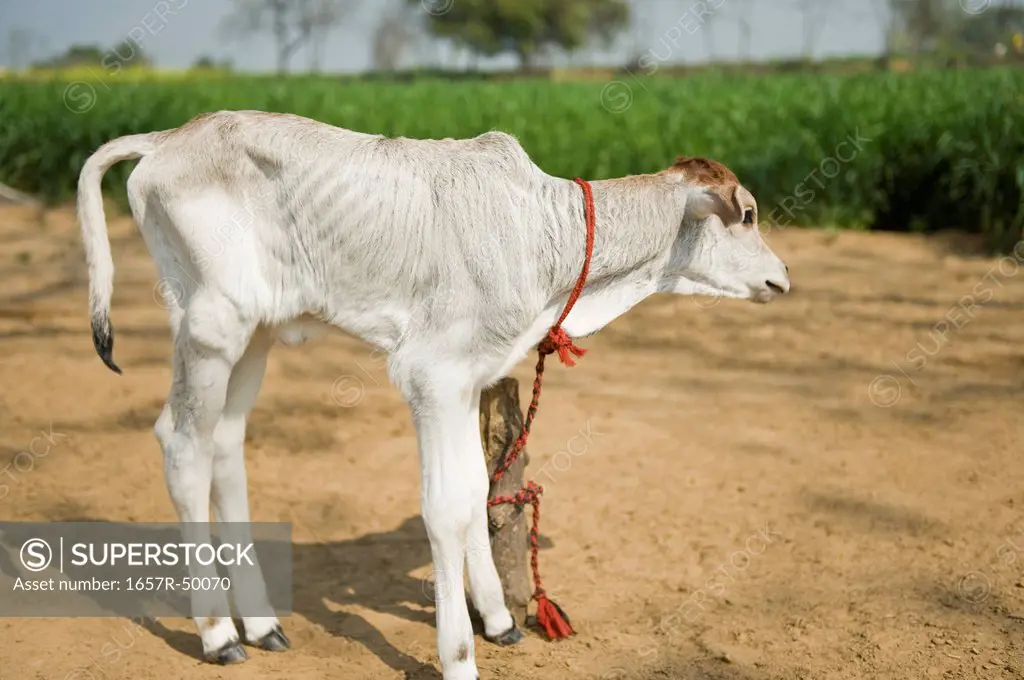 Calf tied up on a stake, Farrukh Nagar, Gurgaon, Haryana, India