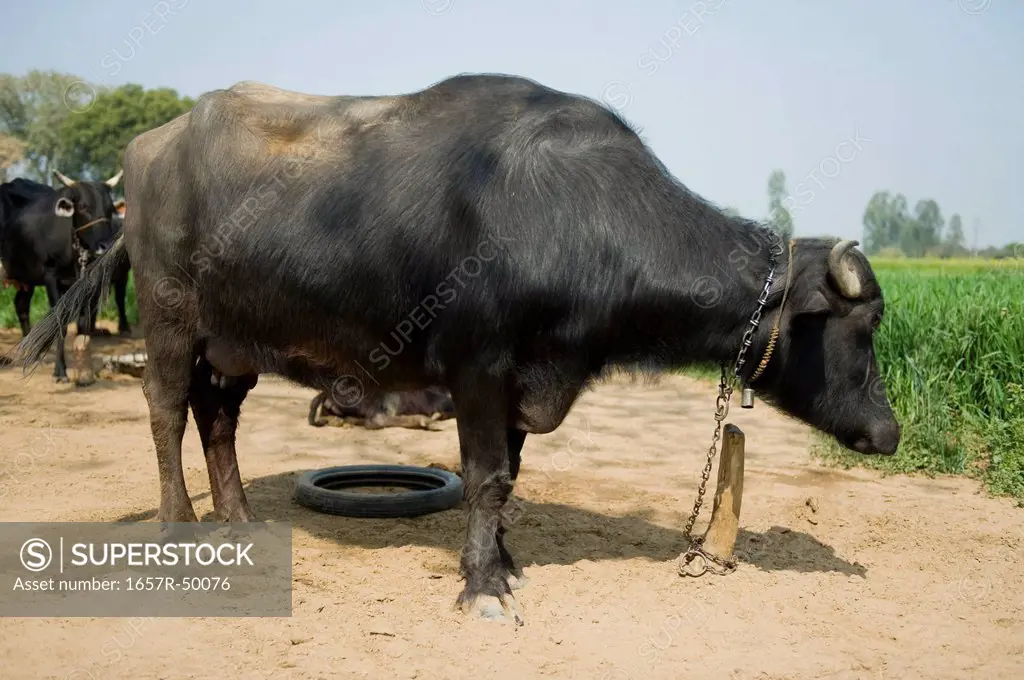 Water buffalo (Bubalus bubalis) in a field, Farrukh Nagar, Gurgaon, Haryana, India