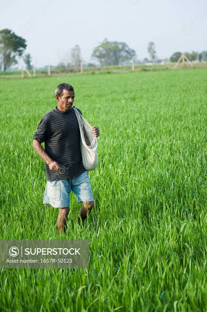 Farmer spreading fertilizer in a field, Farrukh Nagar, Gurgaon, Haryana, India