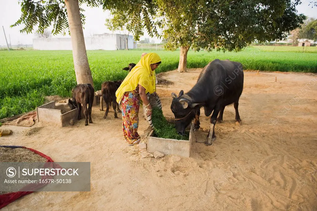 Woman feeding to a water buffalo (Bubalus bubalis), Farrukh Nagar, Gurgaon, Haryana, India