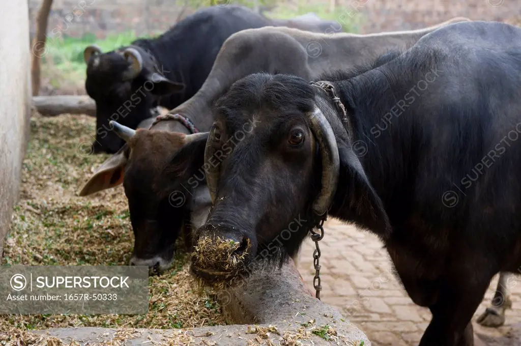 Two water buffaloes (Bubalus bubalis) with a cow, Hasanpur, Haryana, India