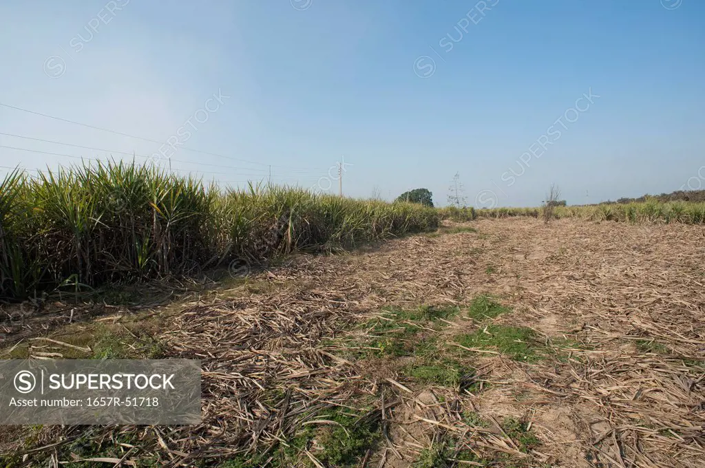 Sugar cane field, Sonipat, Haryana, India