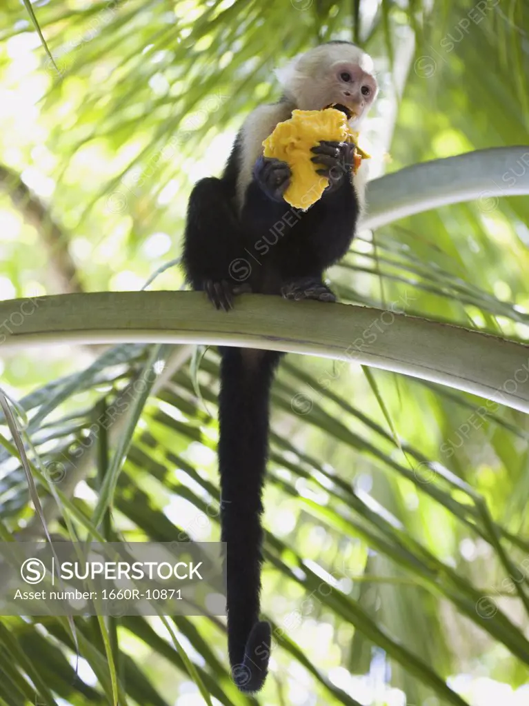 Close-up of a capuchin monkey eating a fruit (Cebus capucinus)