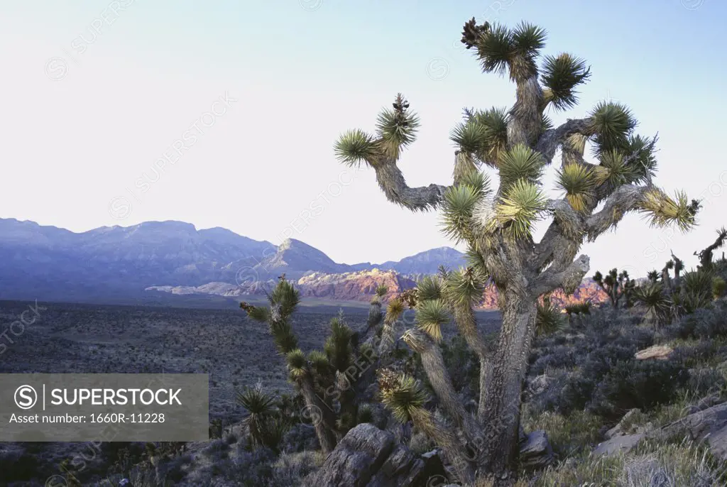 Cactus plant in a desert landscape