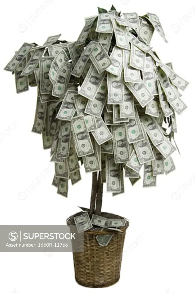 Close-up of dollar bills on a money tree