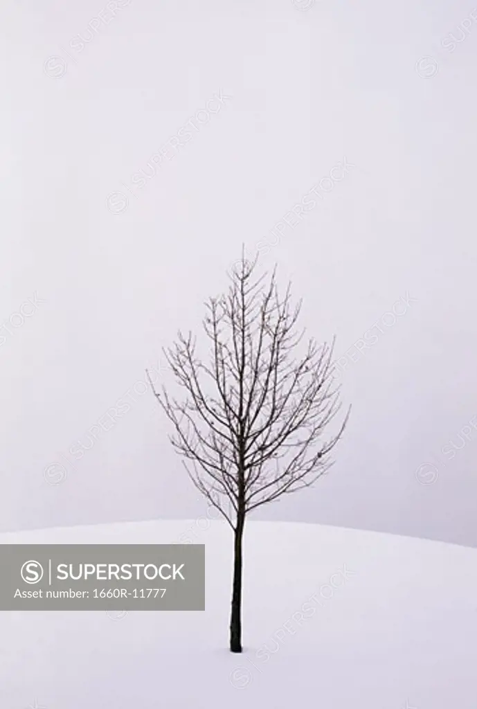 Bare tree on a snow covered landscape