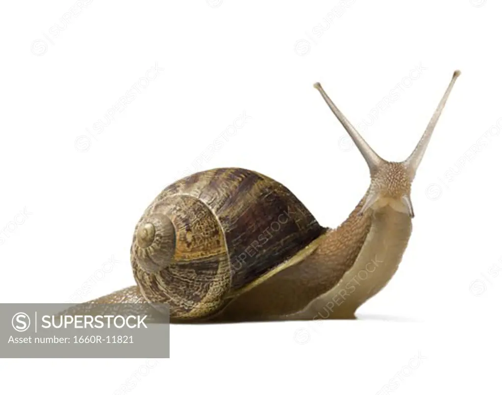 Close-up of a snail on a white background, silhouette