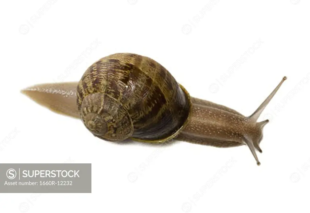 Close-up of a snail on a white background