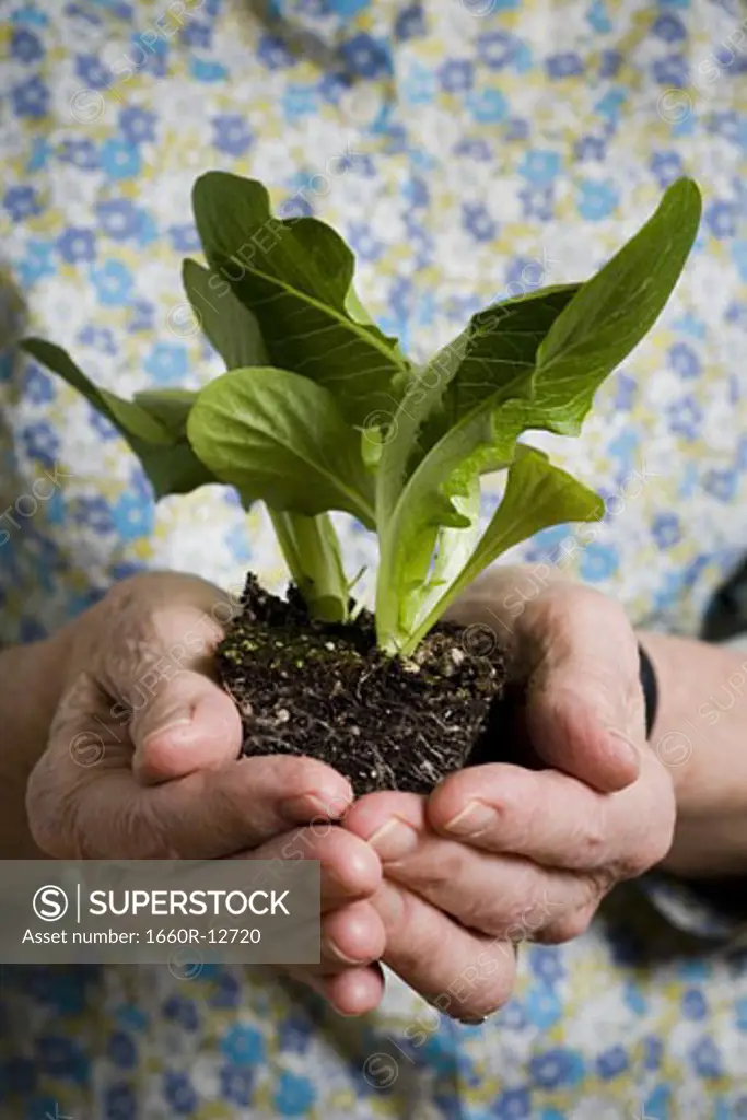 Mid section view of a woman holding a plant