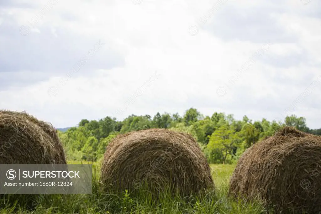 Close-up of hay bales in a field